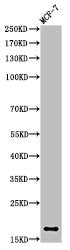 Di-Methyl-Histone H3 (K5) Antibody