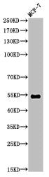 Di-Methyl-TP53 (K370) Antibody