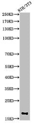 Di-Methyl-Histone H3 (K10) Antibody