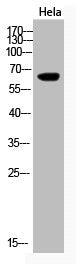 Acetyl-KRT (K194) Antibody