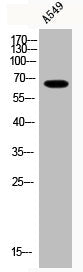 Acetyl-NFE2L2 (K599) Antibody