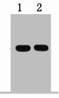 Flag-Tag Antibody