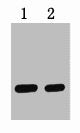 HA-Tag Antibody