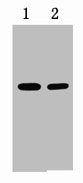 RFP-Tag Antibody