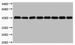 Plant-actin Antibody