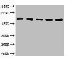 TUBA1A/TUBA1B Antibody