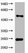 EFHD1 Antibody