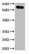 PTGS1 Antibody