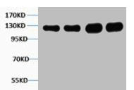 VCL Antibody