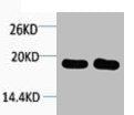 Histone H1 Antibody