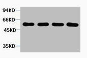 AKT3 Antibody