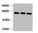 TUBB3 Antibody