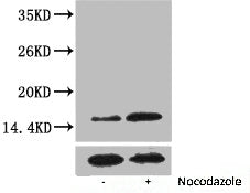 Phospho-Histone H3 (Thr3) Antibody