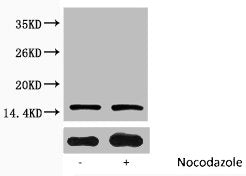 Phospho-Histone H3 (Ser10) Antibody