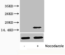 Phospho-Histone H3 (Ser28) Antibody