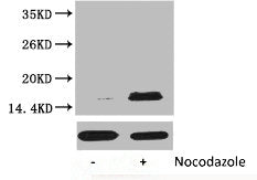 Phospho-Histone H3 (Thr32) Antibody