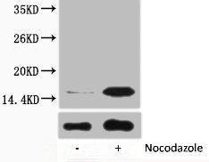 Phospho-Histone H3 (Tyr41) Antibody