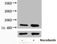 Phospho-Histone H3 (Thr45) Antibody