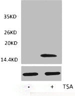 Acetyl-Histone H3 (Lys4) Antibody