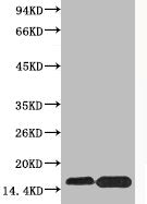Phospho-Histone H4 (Ser47) Antibody