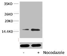 Phospho-Histone H2B (Ser32) Antibody
