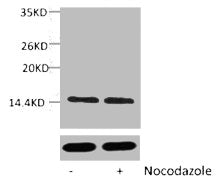 Phospho-Histone H2A (Ser129) Antibody