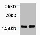 Mono-Methyl-Histone H4 (Lys79) Antibody