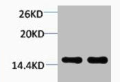 Di-Methyl-Histone H1 (Lys25) Antibody