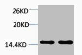 Di-Methyl-Histone H2B (Lys43) Antibody