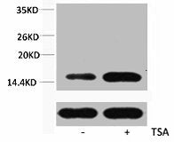 Acetyl-Histone H3 (Lys36) Antibody