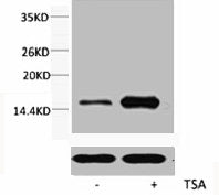 Acetyl-Histone H3 (Lys56) Antibody