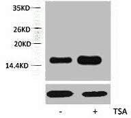 Acetyl-Histone H2A (Lys5) Antibody