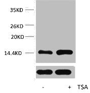 Acetyl-Histone H2A (Lys9) Antibody