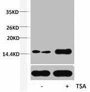 Acetyl-Histone H2B (Lys12) Antibody