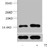 Acetyl-Histone H2B (Lys23) Antibody