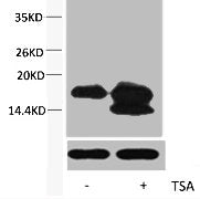 Acetyl-Histone H4 (Lys5) Antibody