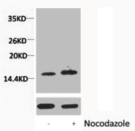 Phospho-Histone H1 (Thr3) Antibody