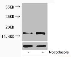 Phospho-Histone H1 (Thr17) Antibody