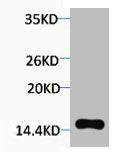 Phospho-Histone H2A.X (Thr120) Antibody