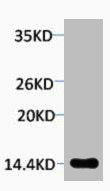 Phospho-Histone H2A.X (Ser139) Antibody