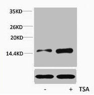 Acetyl-Histone H4 (Lys16) Antibody