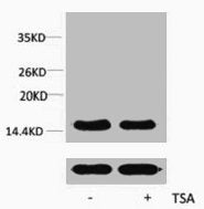 Acetyl-Histone H4 (Lys91) Antibody