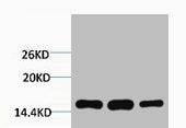 Di-Methyl-Histone H3 (Lys4) Antibody
