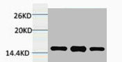 Tri-Methyl-Histone H3 (Lys4) Antibody