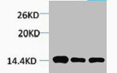 Tri-Methyl-Histone H2B (Lys5) Antibody