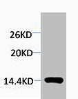 Mono-Methyl-Histone H4 (Arg3) Antibody