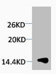 Tri-Methyl-Histone H1 (Lys25) Antibody