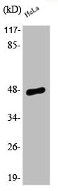 Phospho-JUN (S63) Antibody