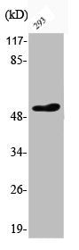 Phospho-ATF2 (T73) Antibody