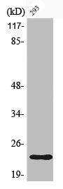 Phospho-BAD (S112) Antibody